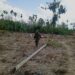 Totalitas Babinsa Dampingi Petani, Jagung Jadi Pilar Ketahanan Pangan Desa