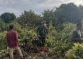 Sinergi Babinsa dan Petani, Palawija Jadi Solusi Hanpangan Ramah Lingkungan Tanpa Bakar Lahan