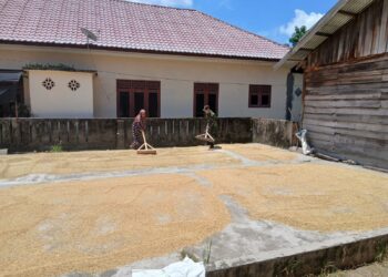 Koptu Sudiro Sigap Bantu Petani, Padi Dijemur Hingga Kering Sempurna