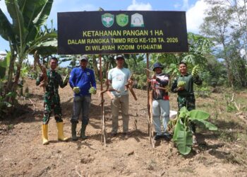 TMMD ke-128 Kodim 0104/Atim Sukseskan Ketahanan Pangan, Satgas dan Warga Panen Ubi Kayu dan Pisang
