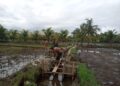 Dukung Program Pertanian, Babinsa Tinjau Pengerjaan Talut Pengairan Sawah
