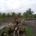 Dukung Program Pertanian, Babinsa Tinjau Pengerjaan Talut Pengairan Sawah