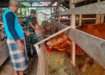 Dua Pekan Jelang Idul Adha, Babinsa Cek Kesehatan Sapi Warga Cegah PMK dan Cacingan