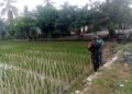 Babinsa Dampingi Kejrun Tani di Babahrot Tinjau Perkembangan Tanam Padi Pasca Tanam