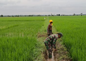 Babinsa dan Masyarakat Kompak Bangun Saluran Air Demi Kelancaran Pertanian