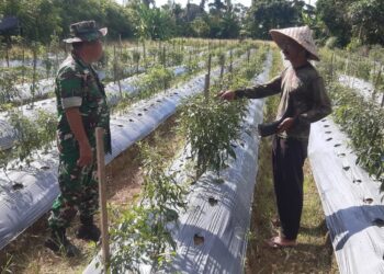 Dukung Peningkatan Produksi Pangan, Babinsa Tinjau Perkembangan Budidaya Cabai Petani di Susoh