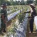 Dukung Peningkatan Produksi Pangan, Babinsa Tinjau Perkembangan Budidaya Cabai Petani di Susoh