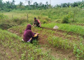 Dukung Ketahanan Pangan, Babinsa Dampingi Petani di Susoh Rawat Budidaya Sayuran