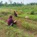 Dukung Ketahanan Pangan, Babinsa Dampingi Petani di Susoh Rawat Budidaya Sayuran