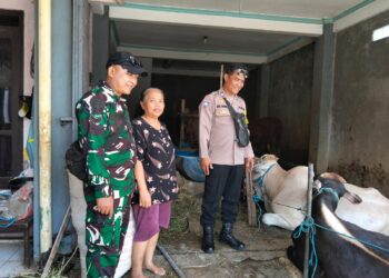 Jelang Hari Raya Idul Adha 1447 Hijriah, Babinsa Pajang Bersama Bhabinkamtibmas Lakukan Pengecekan Hewan Qurban