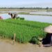 Dukung Target Tanam Padi, Babinsa Bantu Petani di Babahrot Cabut Benih Padi