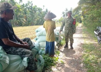 Babinsa Ingatkan Petani di Susoh Jangan Tinggalkan Gabah di Sawah