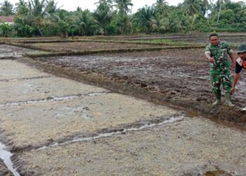 Dukung Swasembada Pangan Nasional, Babinsa Susoh Dampingi Petani Tinjau Penangkaran Benih Padi