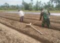 Babinsa Dampingi Petani di Susoh Merintis Budidaya Cabai