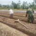 Babinsa Dampingi Petani di Susoh Merintis Budidaya Cabai