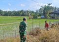 Bersama Petani Menuju Panen Berkualitas, Babinsa Aktif Dampingi Perawatan Padi
