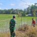 Bersama Petani Menuju Panen Berkualitas, Babinsa Aktif Dampingi Perawatan Padi