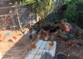 Koramil 09/Nrs Kodim 0104/Atim Perkuat Ketahanan Pangan Lewat Budidaya Ayam dan Ikan Bandeng