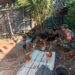 Koramil 09/Nrs Kodim 0104/Atim Perkuat Ketahanan Pangan Lewat Budidaya Ayam dan Ikan Bandeng