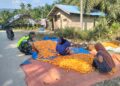 Babinsa Hadir di Tengah Petani, Bantu Jemur Jagung Demi Jaga Kualitas Panen