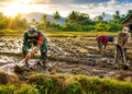 BABINSA KORAMIL 20/PB BANTU WARGA MEMBAJAK SAWAH GUNA PERCEPAT MASA TANAM