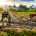 BABINSA KORAMIL 20/PB BANTU WARGA MEMBAJAK SAWAH GUNA PERCEPAT MASA TANAM