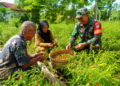 Pendampingan Babinsa Saat Panen Cabai Rawit Percepat Pekerjaan dan Tingkatkan Semangat Petani
