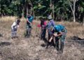Yonarmed 12 Kostrad Perkuat Ketahanan Pangan, Pos Haslot Tanam Jagung Bersama Warga Perbatasan