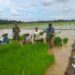 Babinsa Koramil 02/TL Dampingi Petani Tanam Padi, Wujud Nyata Dukungan Kodim 0209/LB untuk Ketahanan Pangan