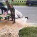 Dukung Ketahanan Pangan, Babinsa Bantu Pascapanen Jagung Milik Petani di Pakpak Bharat