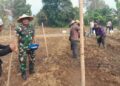 Dari Barak ke Ladang, Danramil 11/Pasar Kemis Ikut Menanam Jagung,Perkuat Ketahanan Pangan