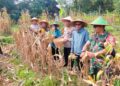 Dukung Program Hanpangan,Babinsa Koramil 06/Tigaraksa Hadiri Panen Jagung BUMDes di Desa Pete