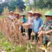 Dukung Program Hanpangan,Babinsa Koramil 06/Tigaraksa Hadiri Panen Jagung BUMDes di Desa Pete