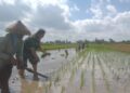Menanam Harapan dari Sawah Mirigambar