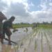 Menanam Harapan dari Sawah Mirigambar