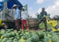 Pemanfaatan Lahan Kompi Produksi Kodim 0808/Blitar di Srengat Sukses Panen 10 Ton Semangka
