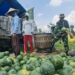 Pemanfaatan Lahan Kompi Produksi Kodim 0808/Blitar di Srengat Sukses Panen 10 Ton Semangka