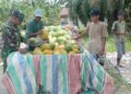 Dari Lahan hingga Pasar, Babinsa Koramil 02/TL Dampingi Petani Semangka