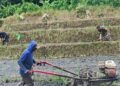 Sinergi Ketahanan Pangan, Babinsa Selorejo Turun Ke Sawah Bantu Warga Siapkan Lahan Padi