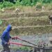 Sinergi Ketahanan Pangan, Babinsa Selorejo Turun Ke Sawah Bantu Warga Siapkan Lahan Padi