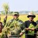 Dorong Inovasi Pertanian, Danrem Tinjau Uji Coba Varietas Padi Baru di Ngawi