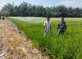 Babinsa Koramil 02/TL Dampingi Perawatan Padi IR 32, Perkuat Ketahanan Pangan di Kualuh Hilir