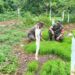 Koramil 01/AK Dampingi Program Hampang, Dorong Kemandirian Pangan dan Kesejahteraan Warga
