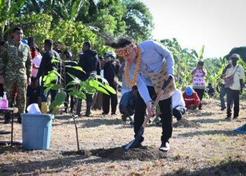 Perkuat Potensi Perkebunan Papua Barat, Wapres Tanam Bibit Kakao di Manokwari Selatan