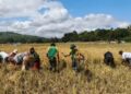 Sokong Ketahanan Pangan, Satgas Pamtas Yonarhanud 2 Kostrad Turun ke Sawah Bantu Warga Inbate Panen Padi