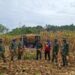 Kodim 0210/TU Kembali Panen Jagung, Dukung Ketahanan Pangan Nasional