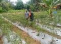 Babinsa Dampingi Petani Cabai, Wujud Nyata Dukungan Ketahanan Pangan
