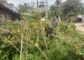 Babinsa Cek Kebun Singkong Milik Bapak Wardi, Dorong Semangat Petani Desa Sinebok Baro