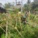 Babinsa Cek Kebun Singkong Milik Bapak Wardi, Dorong Semangat Petani Desa Sinebok Baro