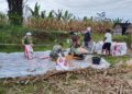 Panen Jagung 2 Ton di Pakpak Bharat, Aksi Babinsa Turun Langsung ke Ladang Jadi Sorotan Warga